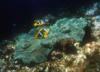 Click to view csea_clownfish1_t1.jpg