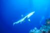 Click to view cseasharksiltip_t1.jpg