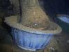 Click to view oms58_t1.jpg